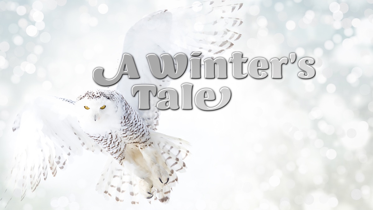 Weekend Watch Party: A Winter's Tale and the Journey of the Snowy Owl